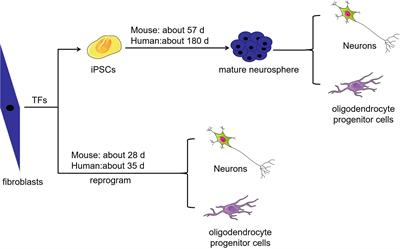 Application and prospects of somatic cell reprogramming technology for spinal cord injury treatment